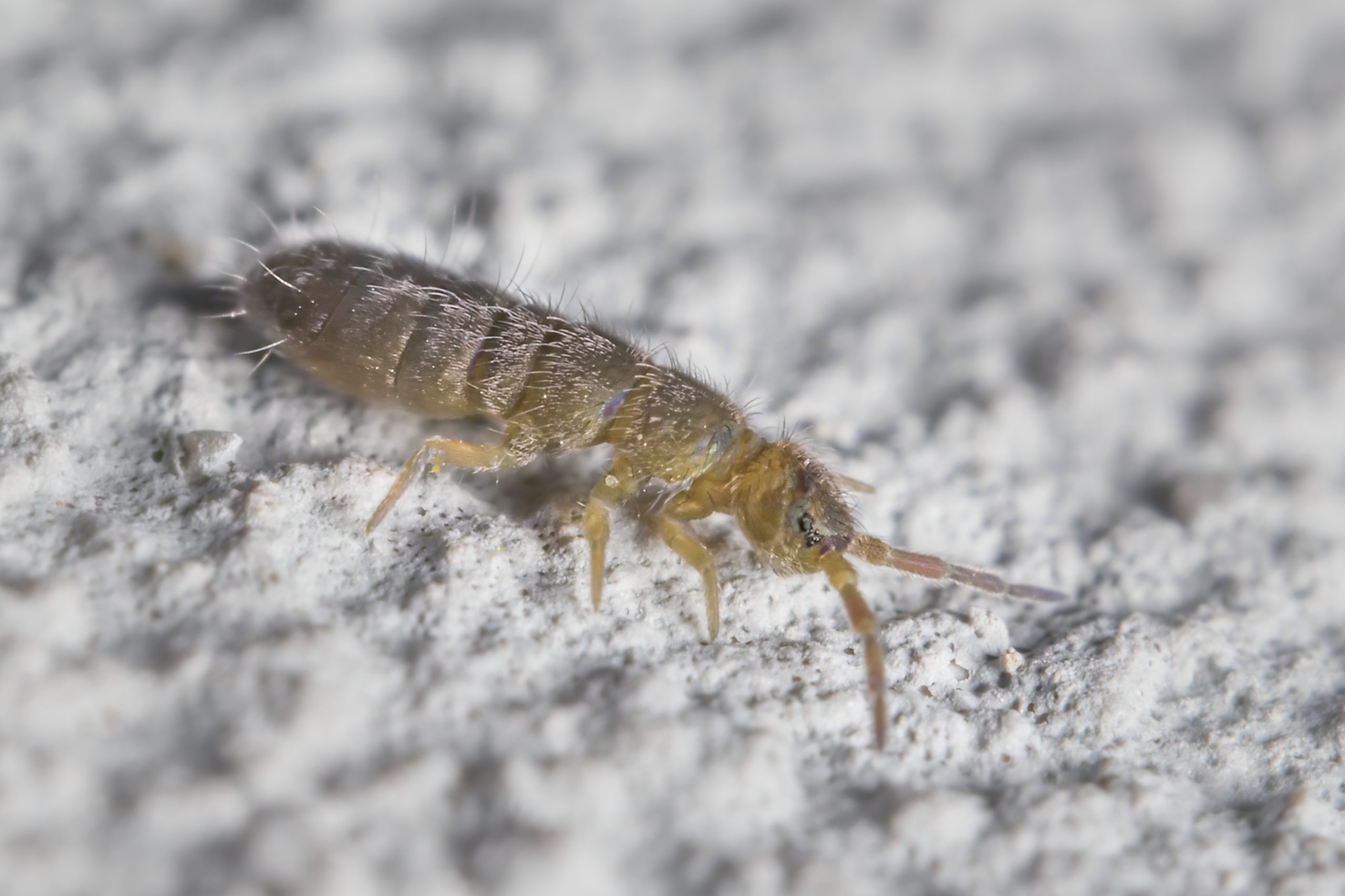 Springdales Rat Springtails: Identification & Control | Ninefold Pest