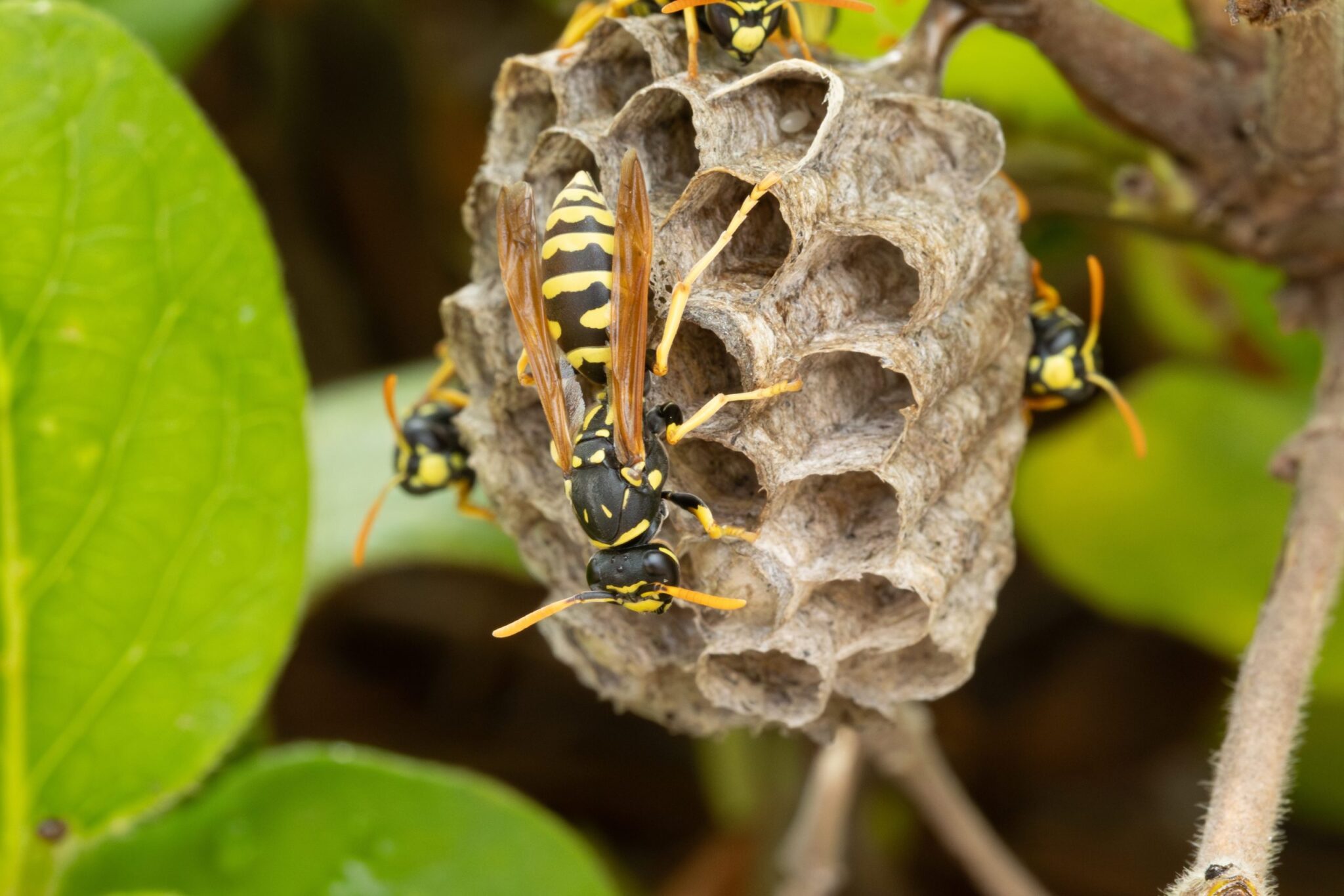 Paper Wasps: Identification & Control | Ninefold Pest