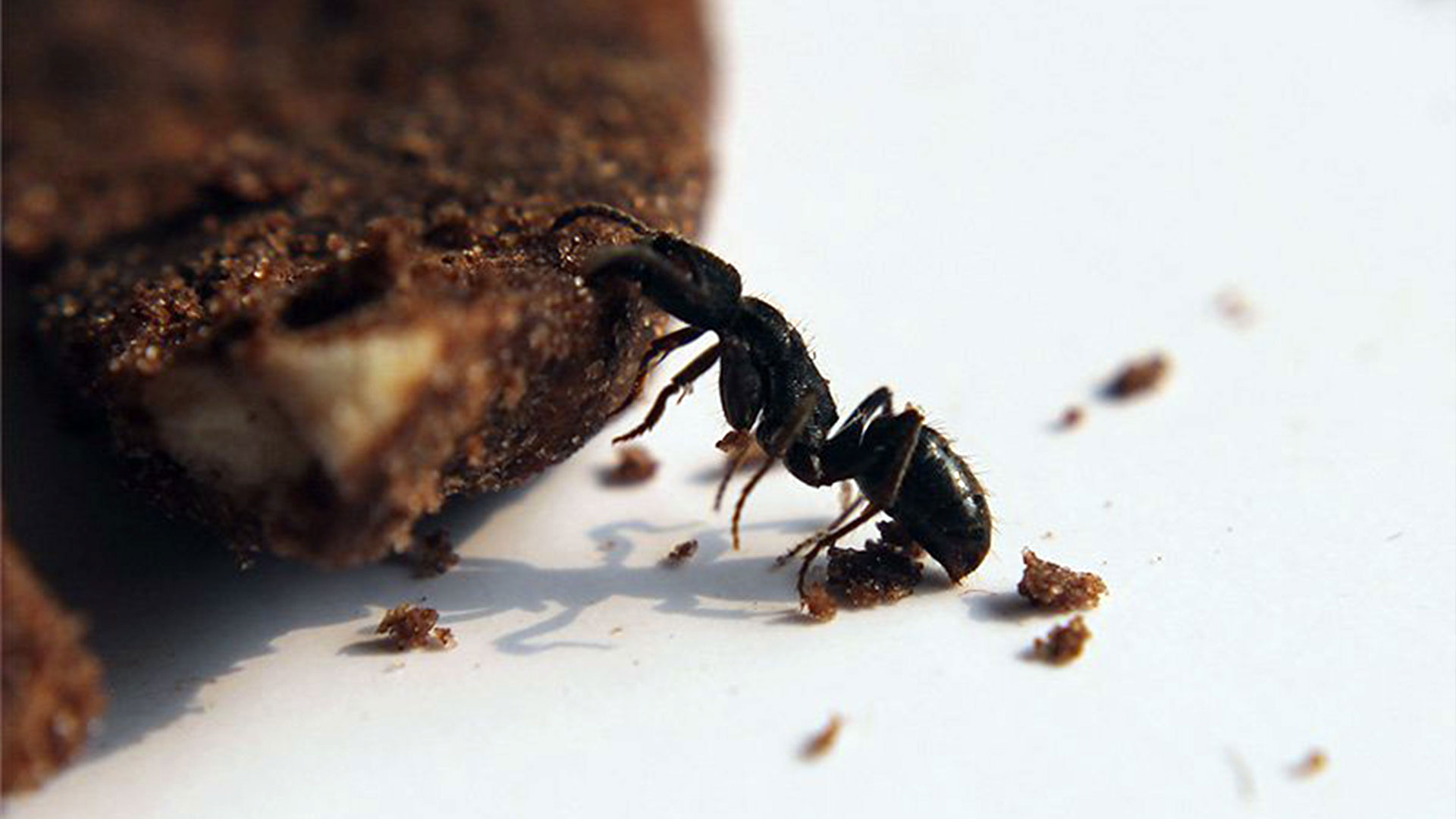 Ant eating cookie