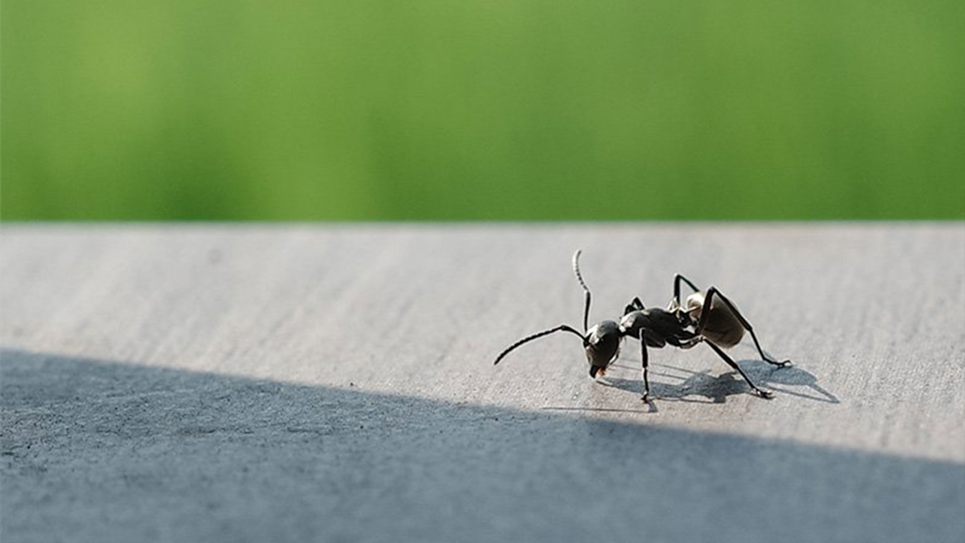 Ant on concrete walkway