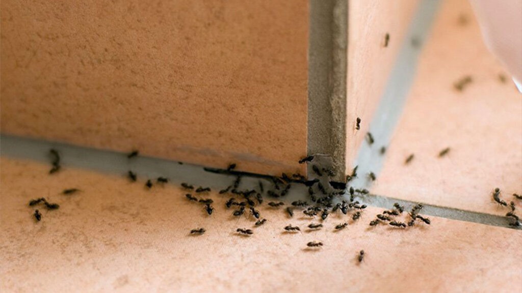 ants along baseboard