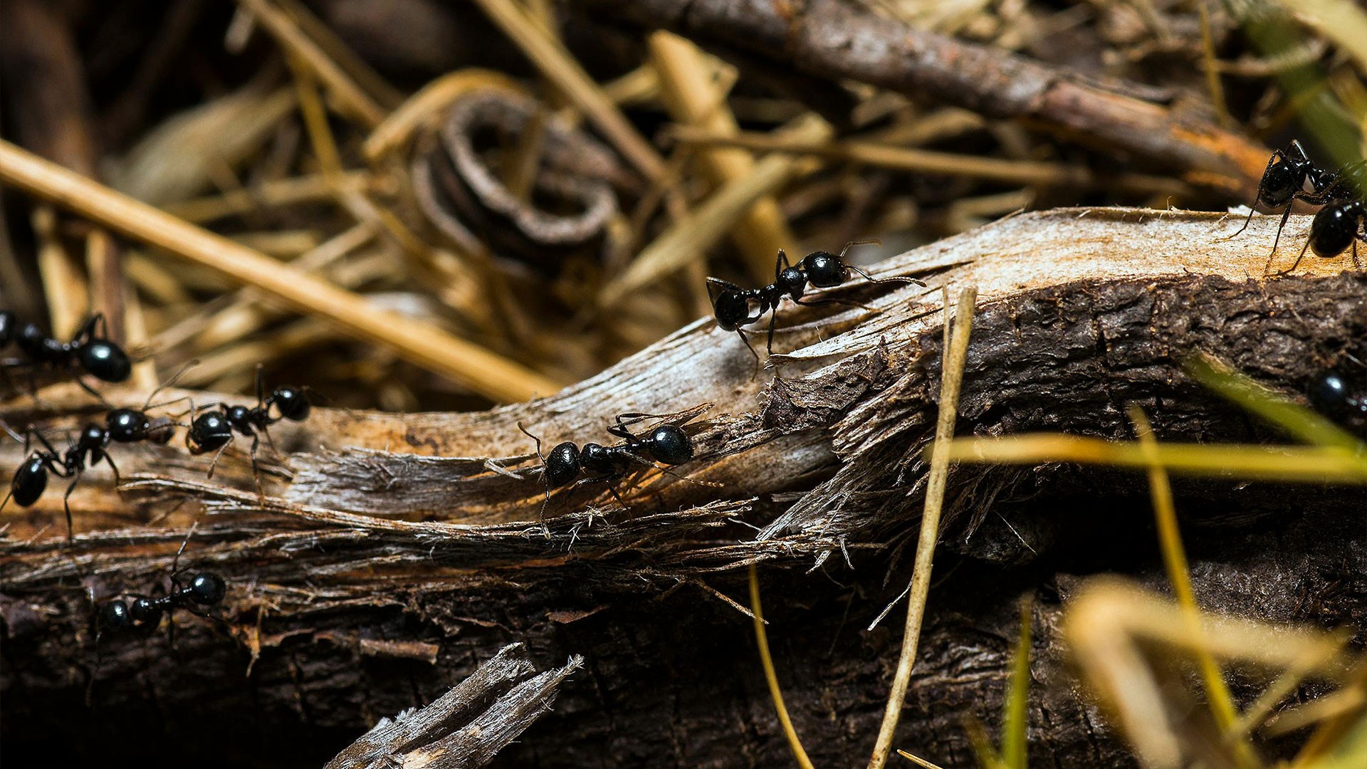 Ants marching along piece of wood