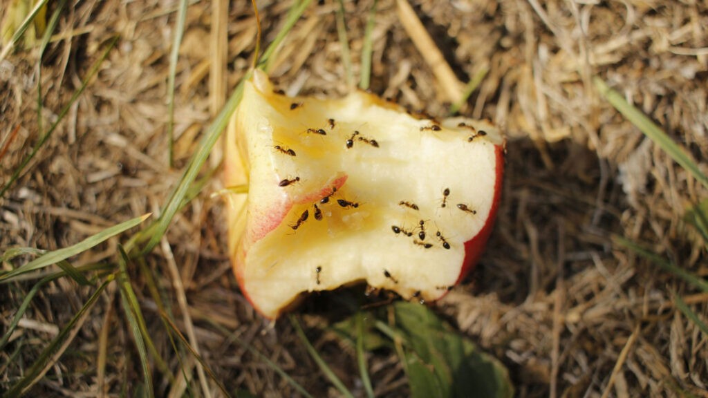 ants on apple