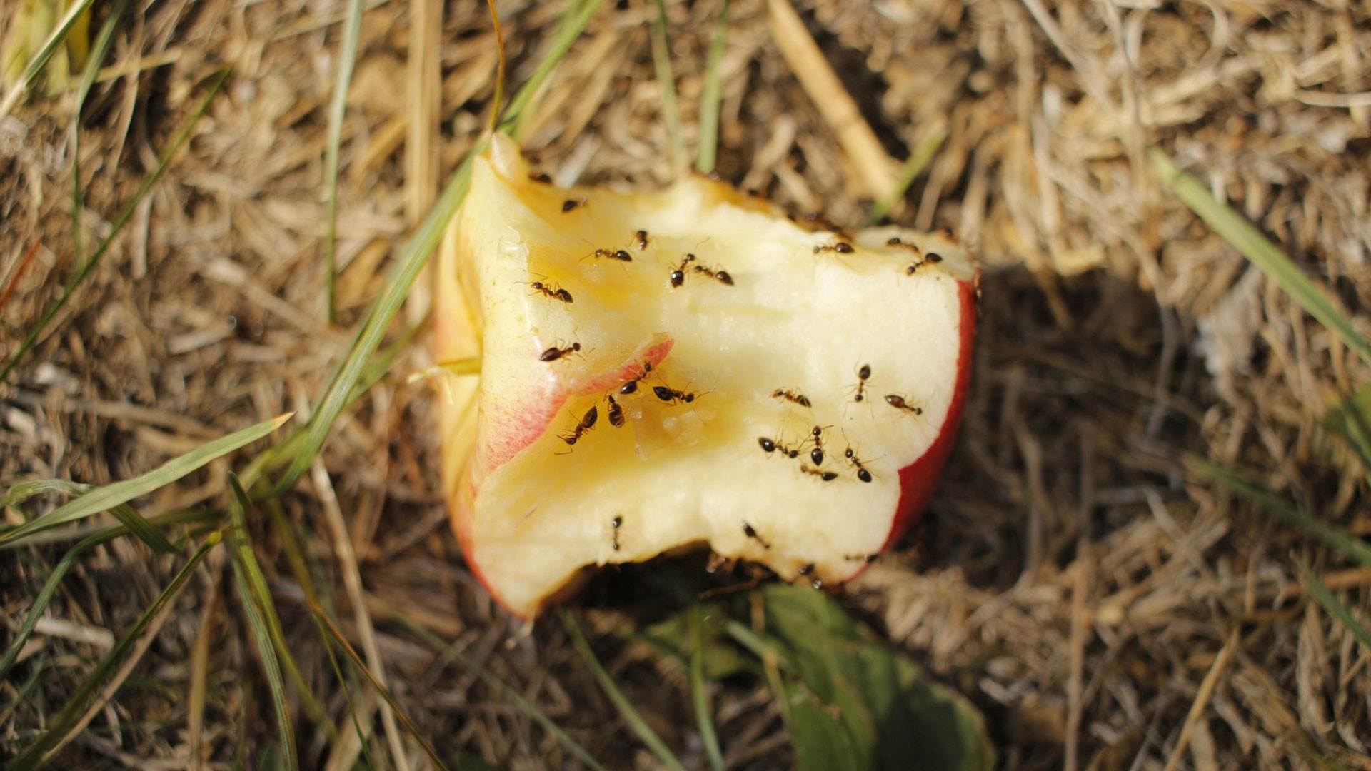 ants on apple