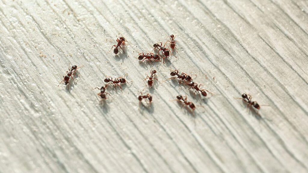 Ants on floor