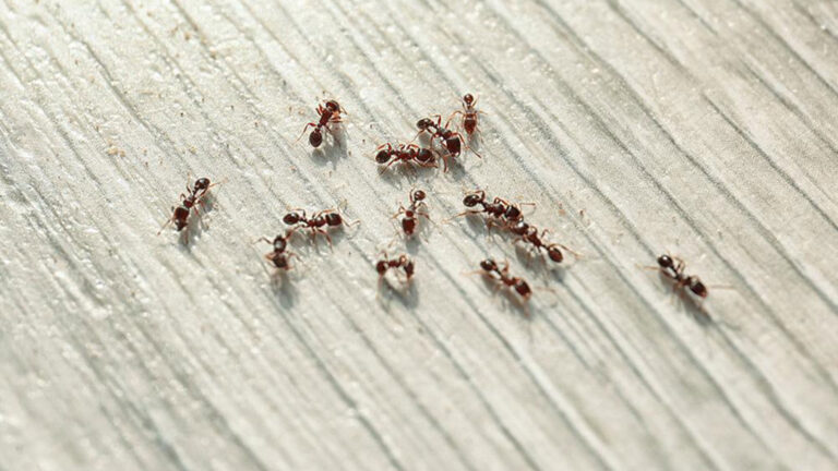 Ants on floor