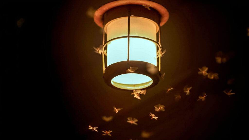 Bug Zapper