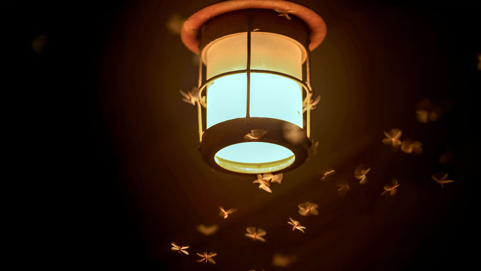 Bug Zapper