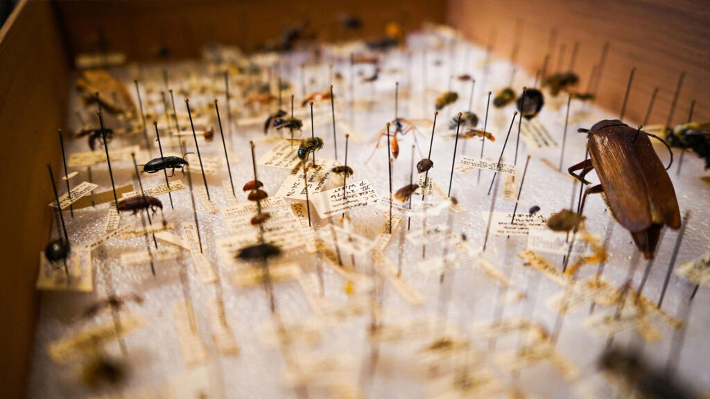 Carpet Beetles on Board