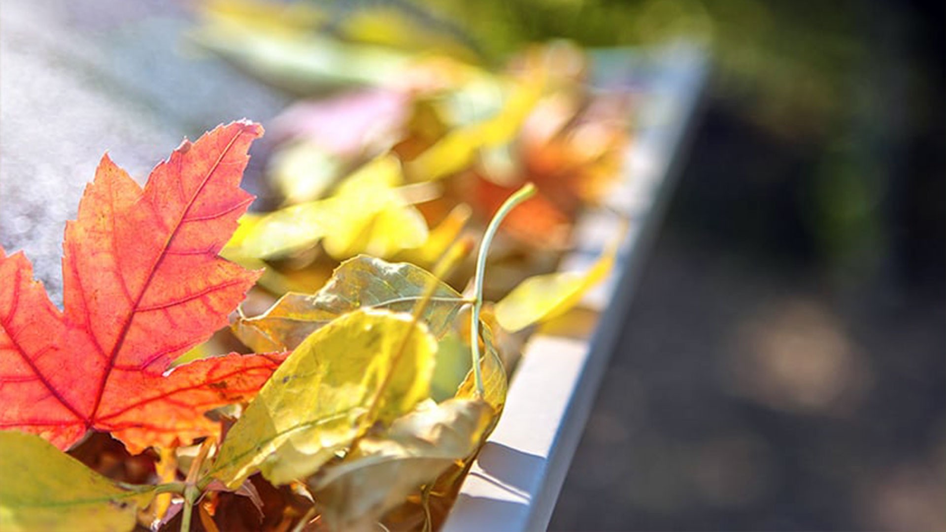 Close up of fall leaves