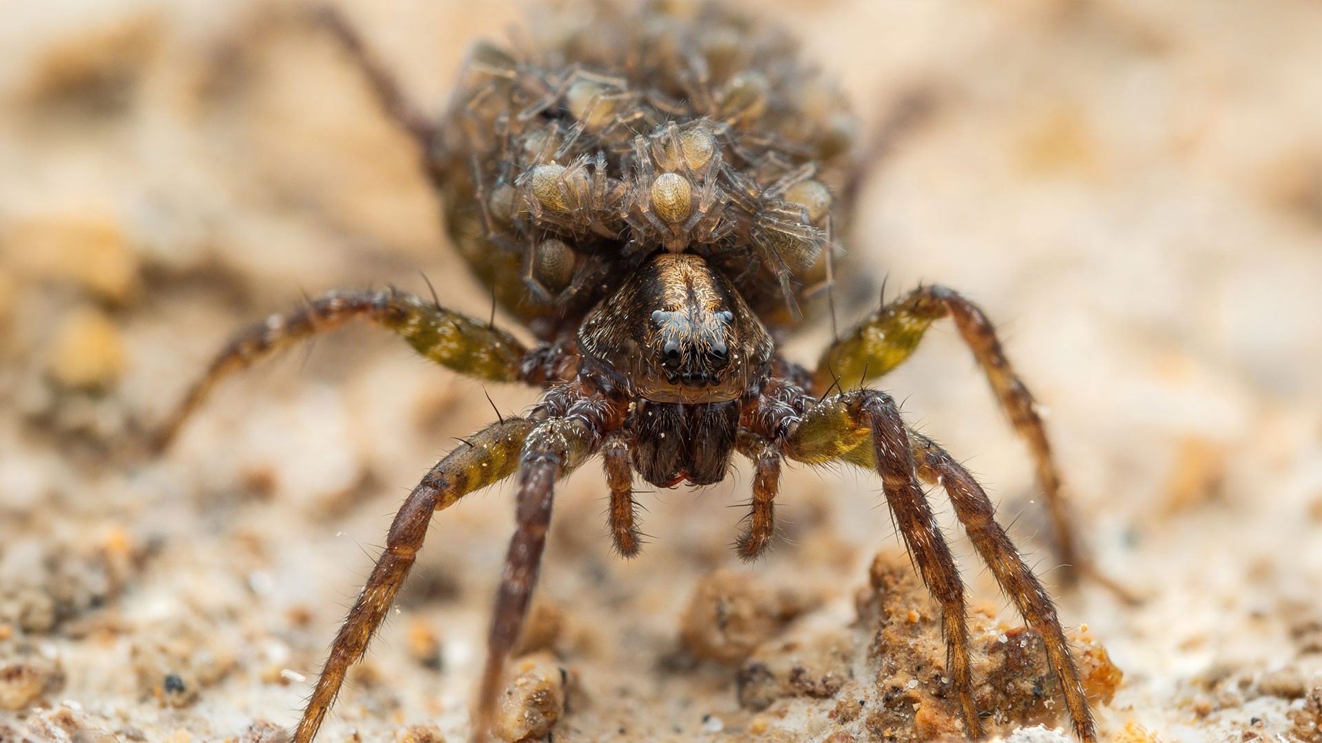 Closeup of spider on rocks
