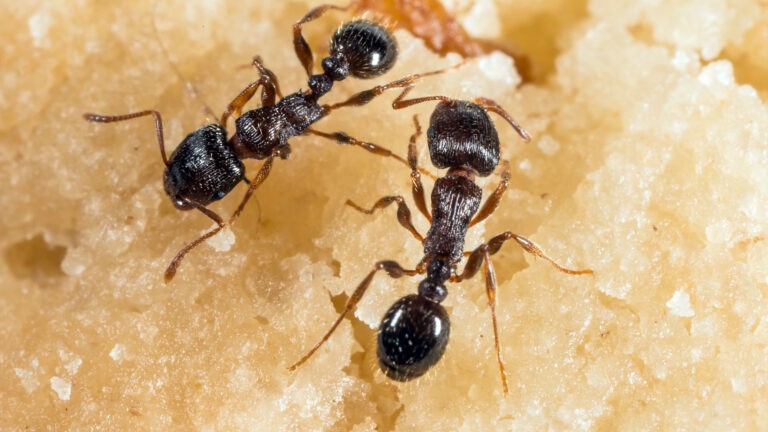 Closeup of two ants
