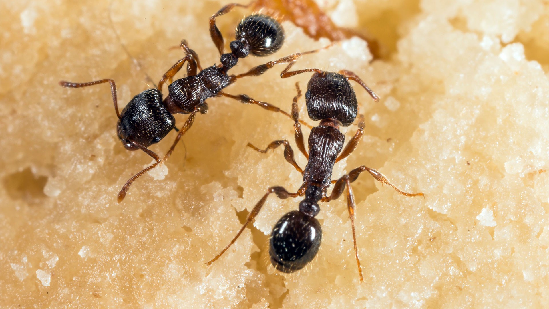 Closeup of two ants