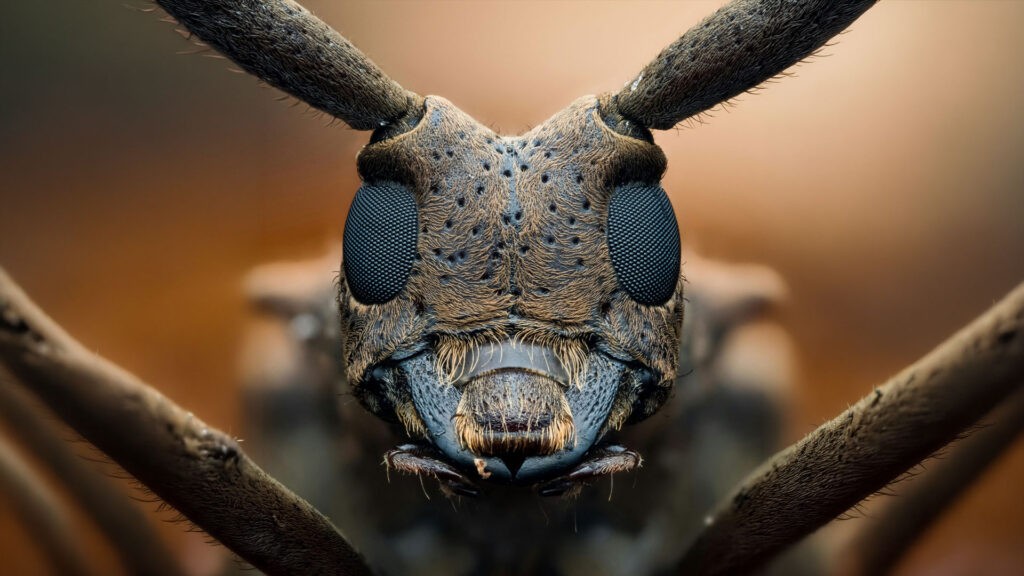 Closup of bug