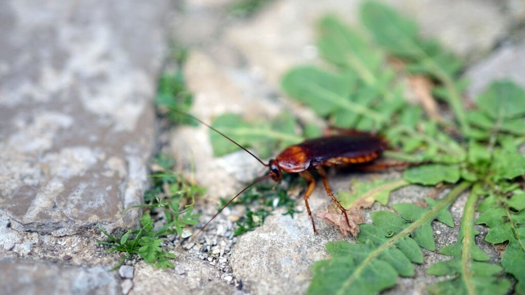 Cockroach on pathway pavers