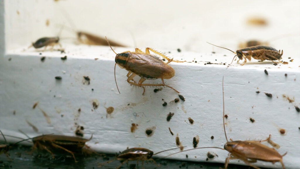 Cockroaches on white wood