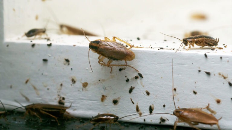 Cockroaches on white wood