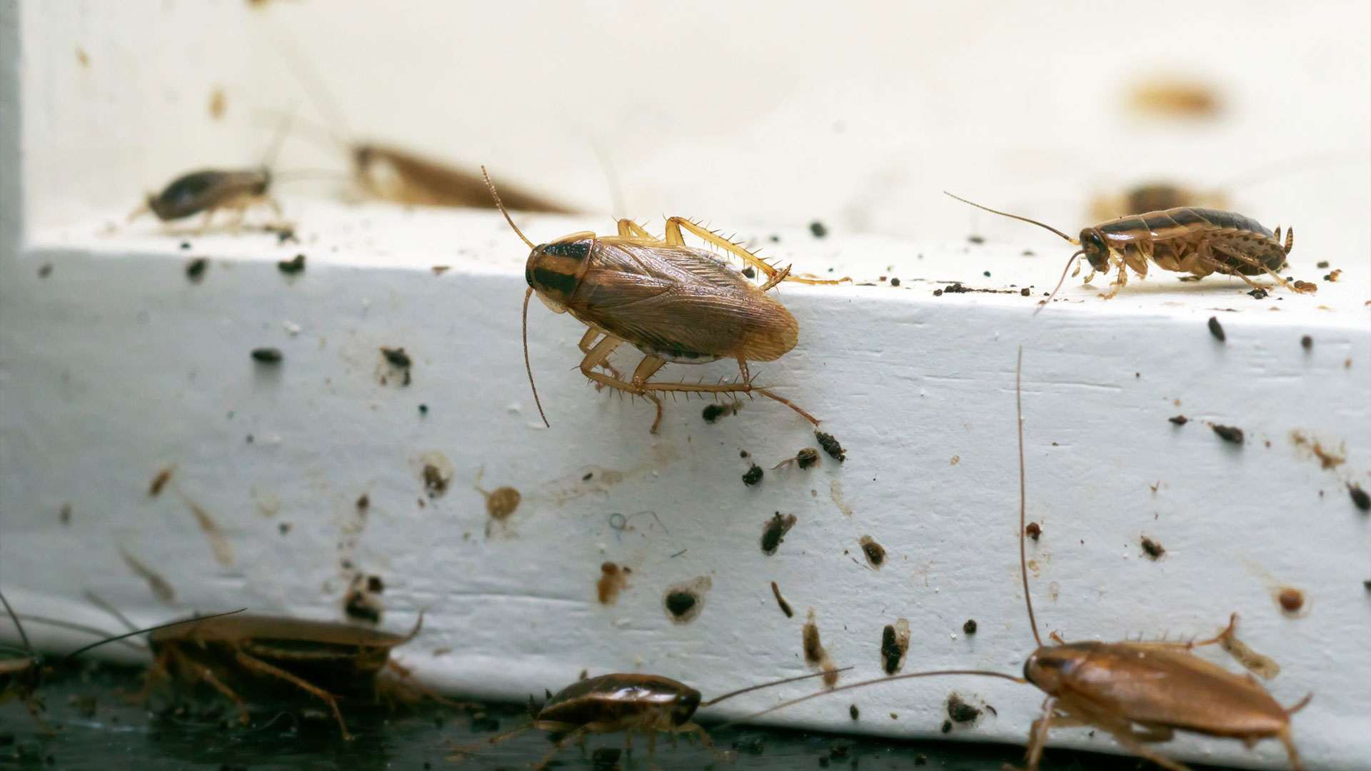 Cockroaches on white wood