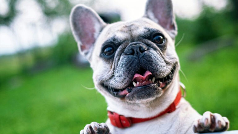 Dog in backyard