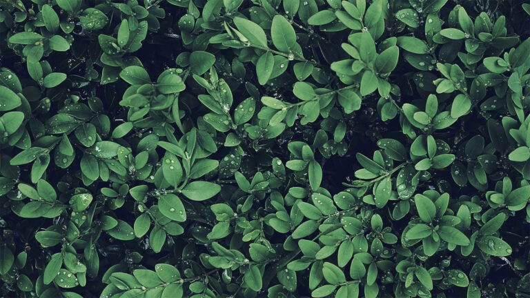 Close up of green shrubs
