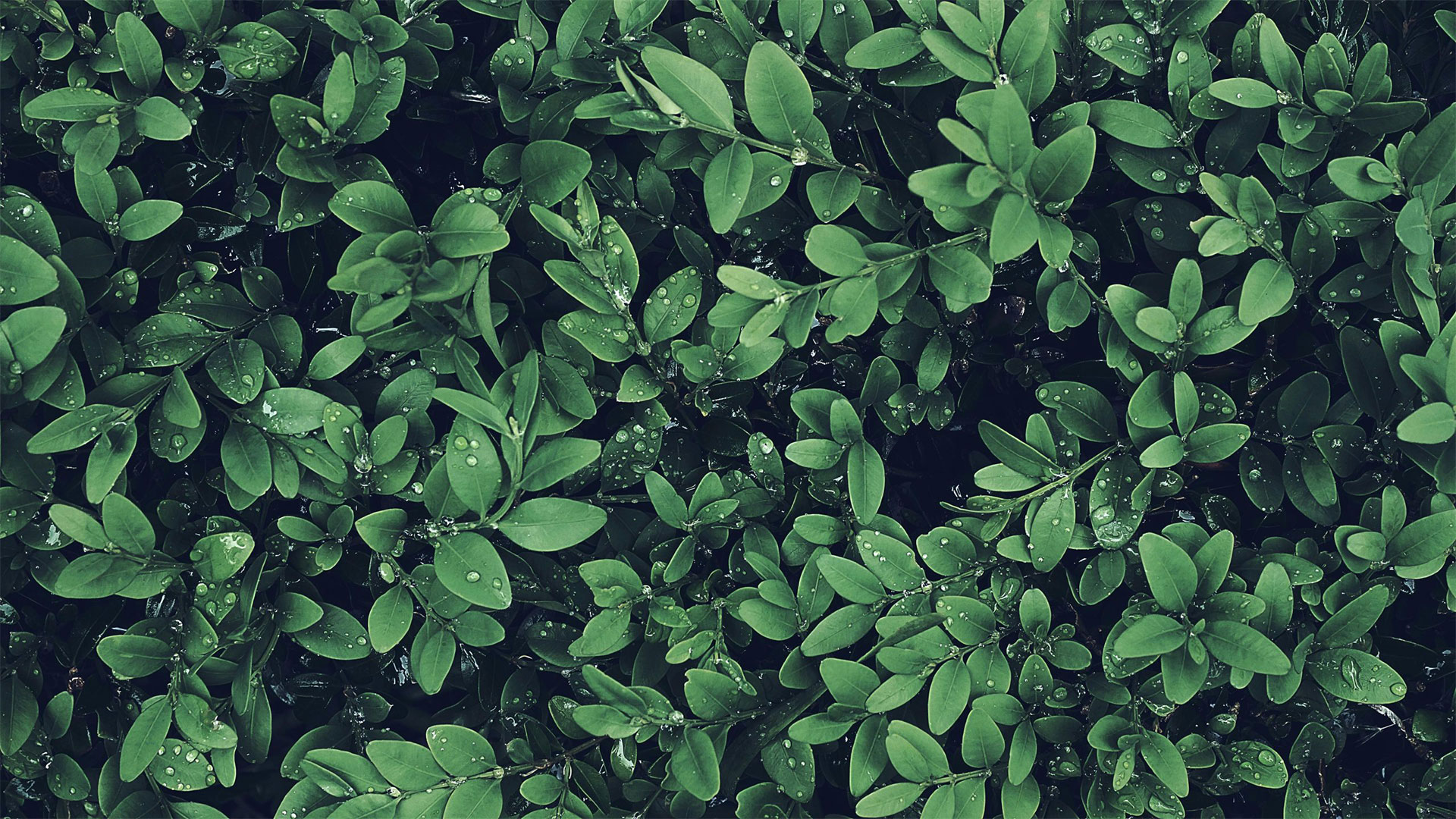 Close up of green shrubs