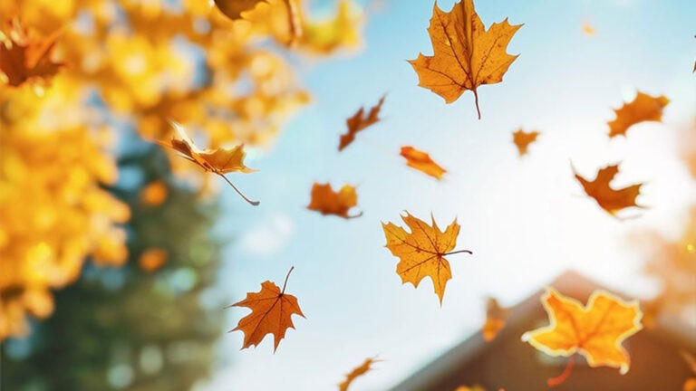 Leaves falling