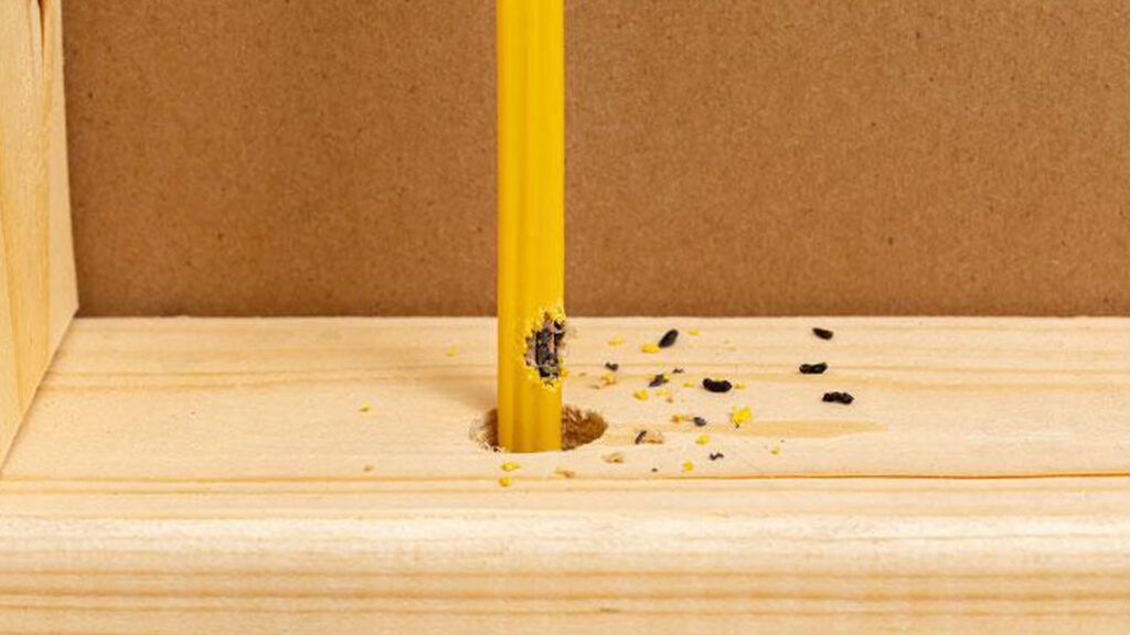 Mice Hiding in Walls