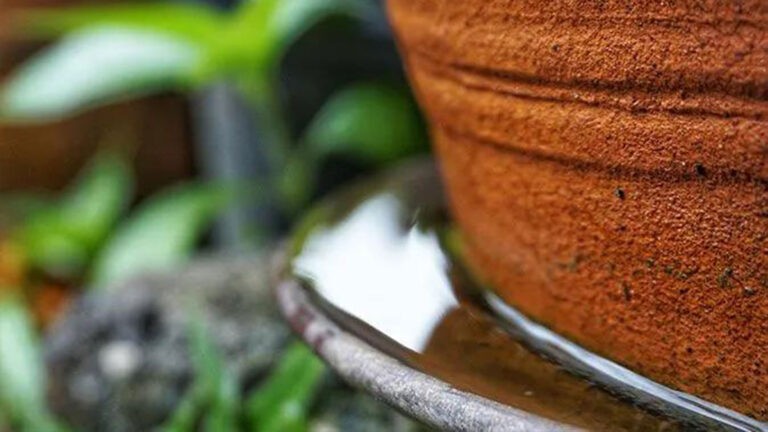 Close up of still water around base of potted plant