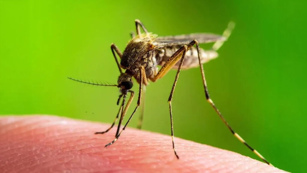 Mosquito biting hand