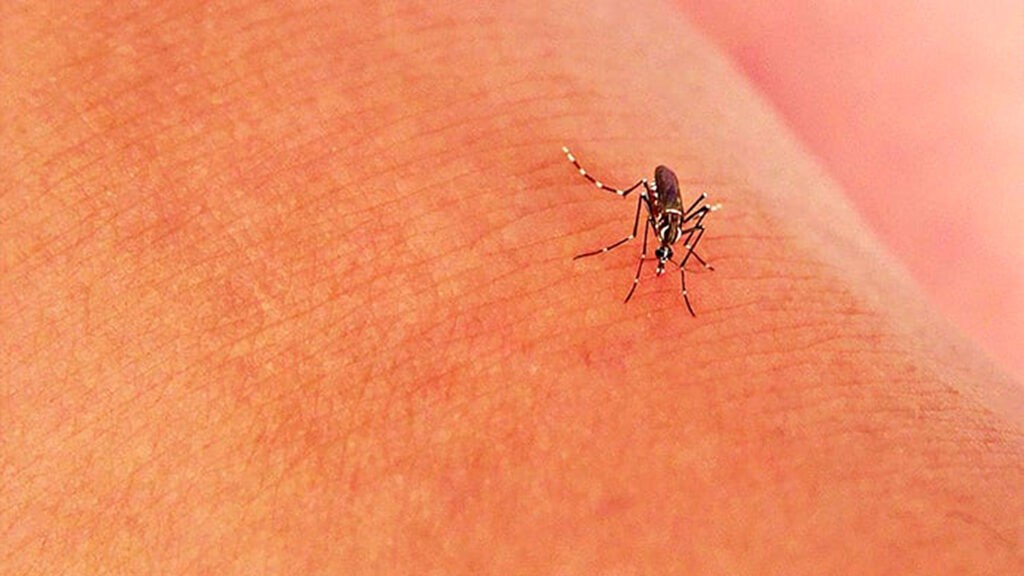 Mosquito biting skin