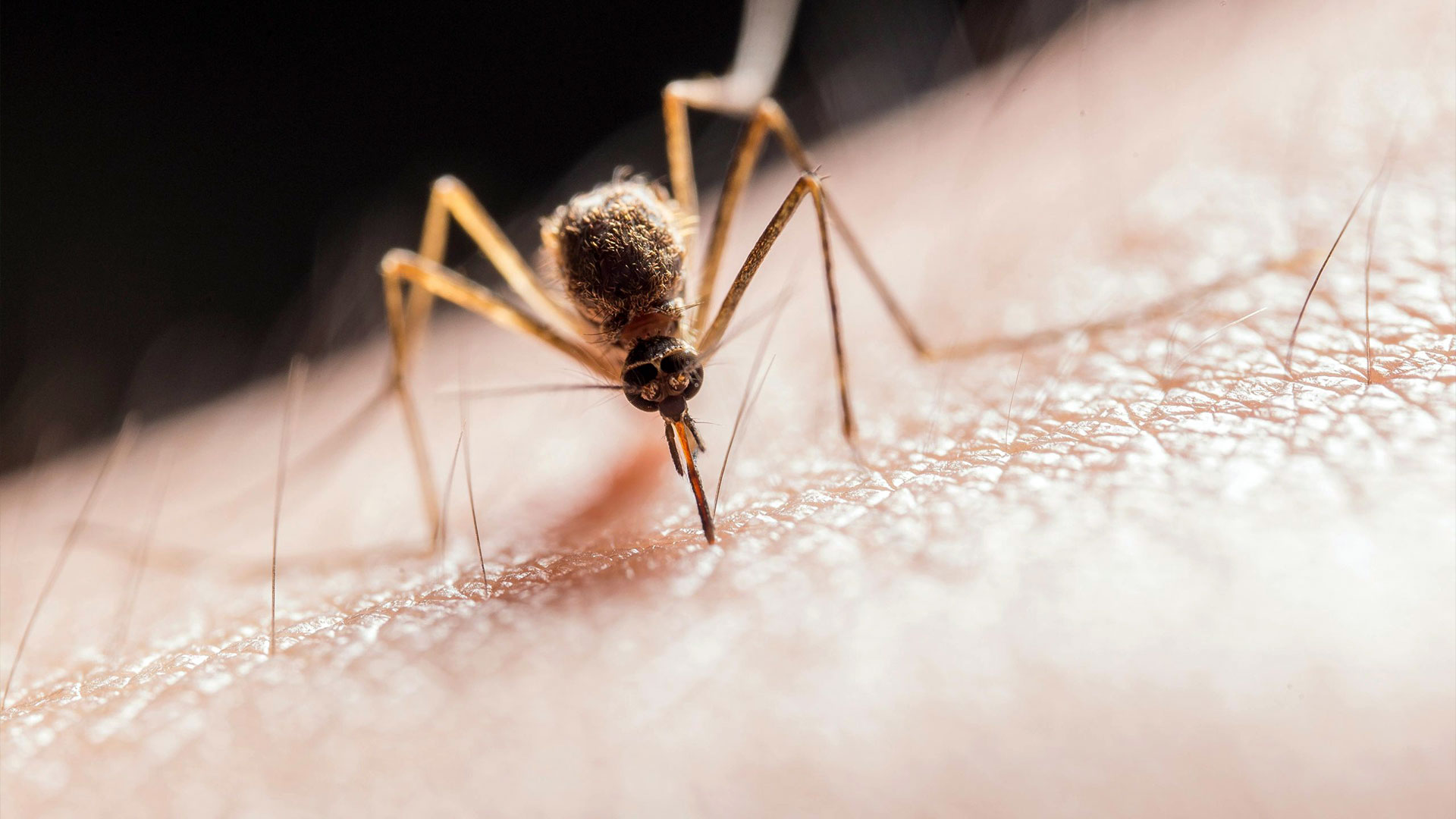 Mosquito on skin