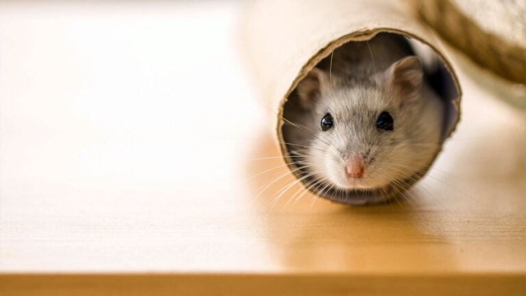 Mouse in a cardboard tube