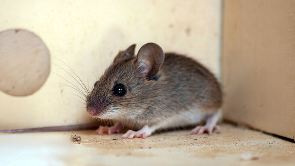 Mouse in home