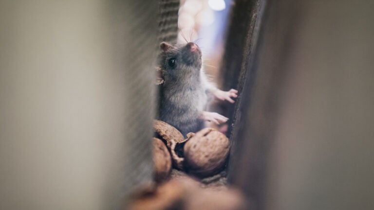 Mouse inside walls