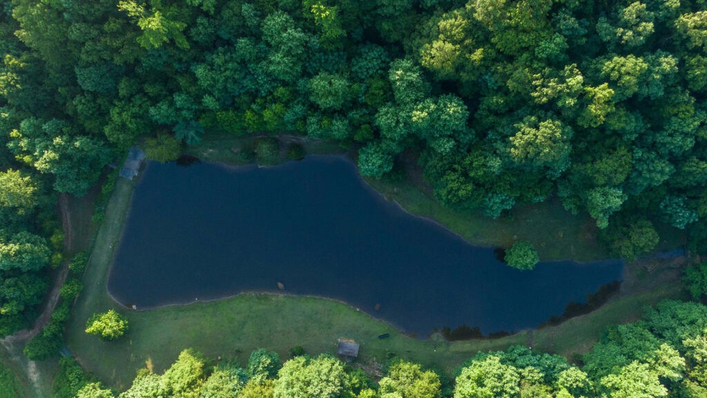 Overhead of pond in forest