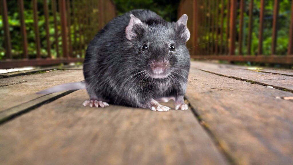 Rat on outdoor deck