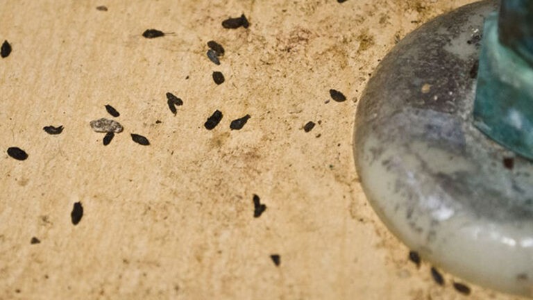 Rodent droppings under sink