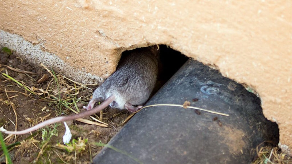 Rodent crawling into home