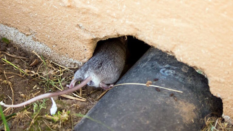 Rodent crawling into home