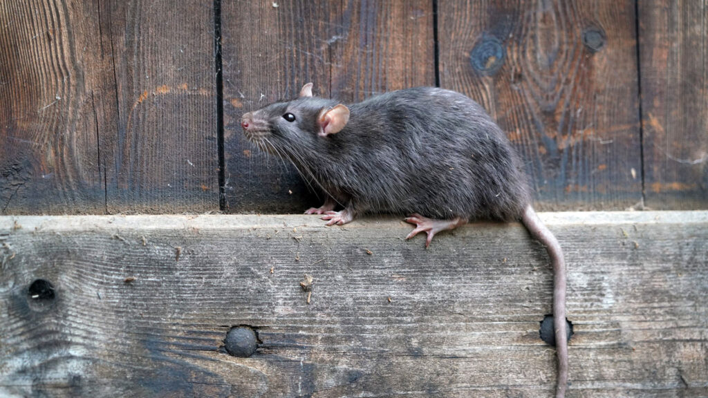 Rodent on wooden fence beam