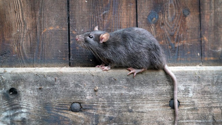 Rodent on wooden fence beam