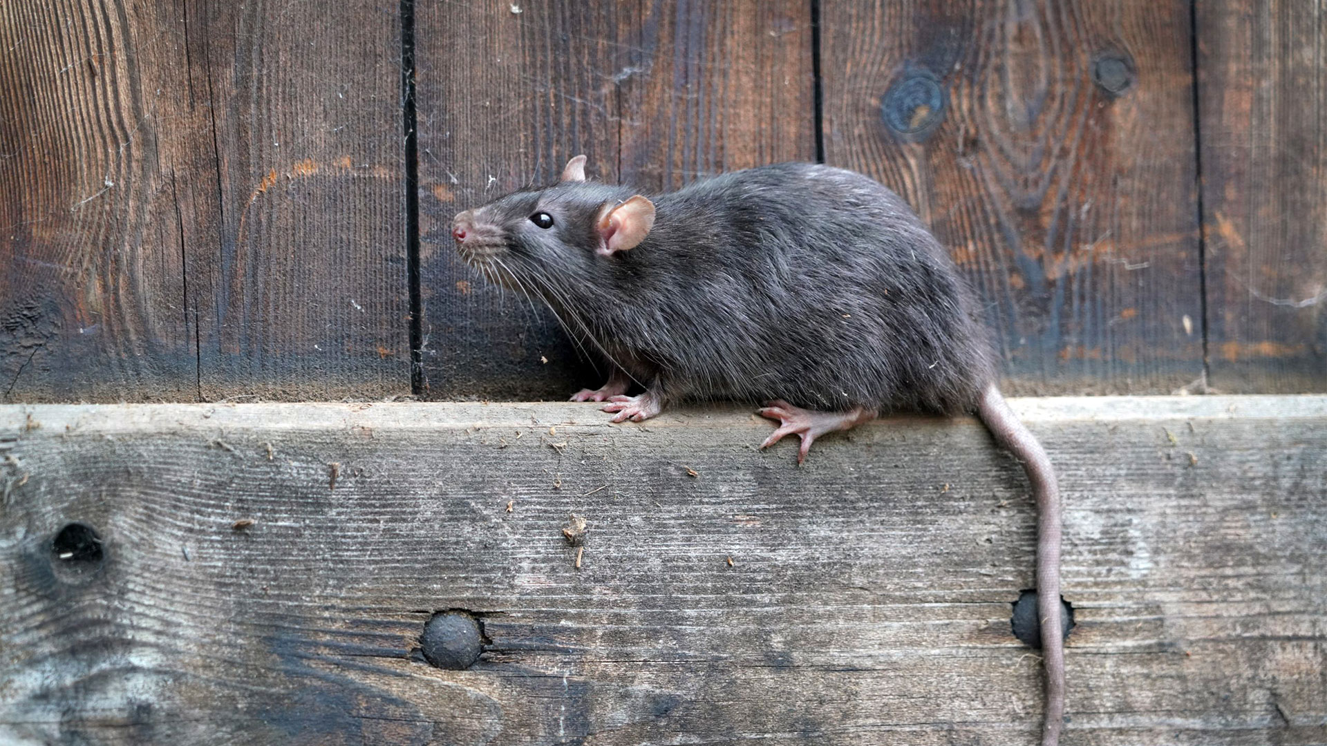 Rodent on wooden fence beam