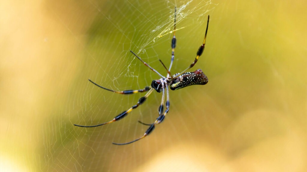 Spider building a web