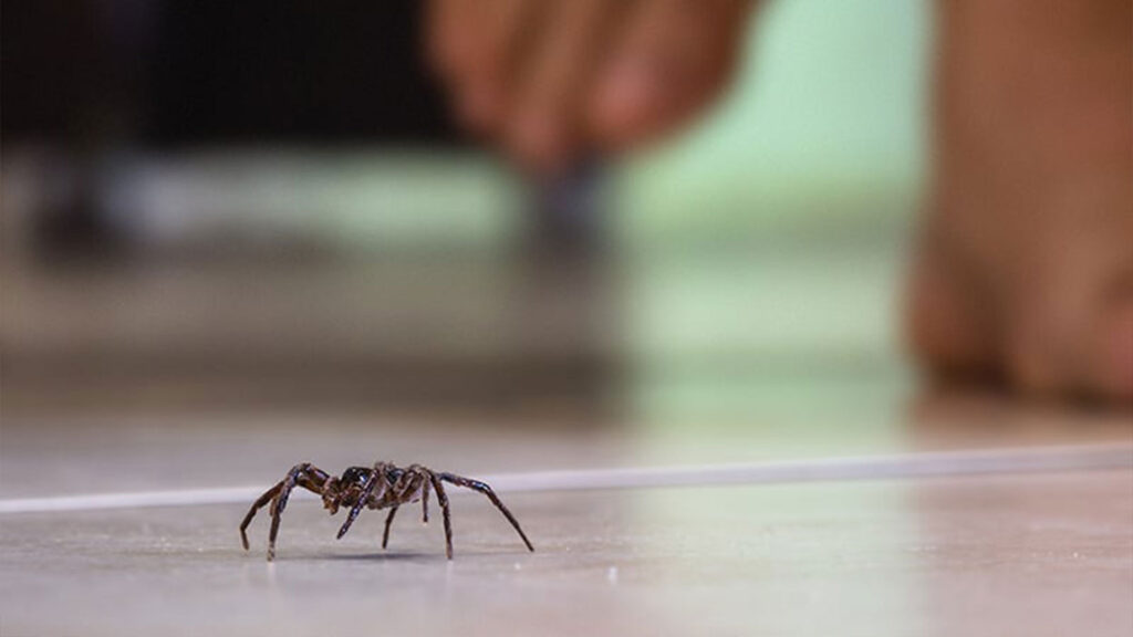 Spider on floor