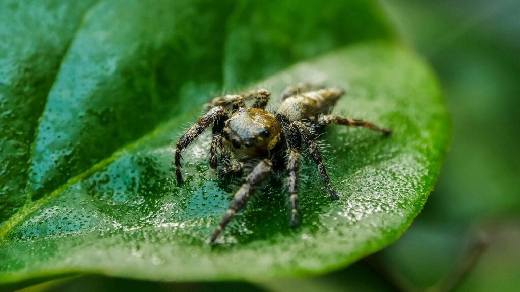Spider on leaf