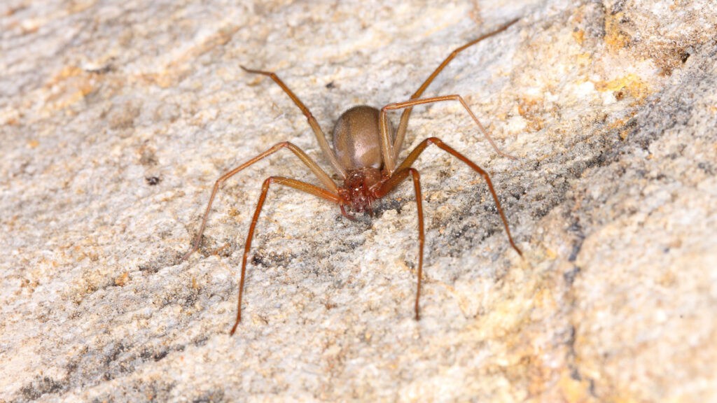 Spider on rock