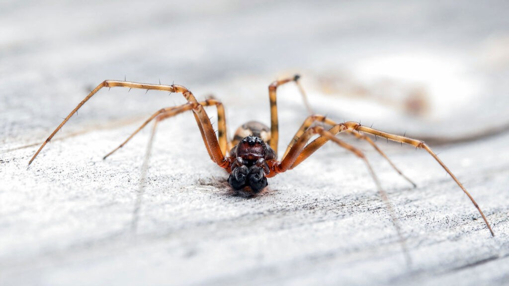 Spider on the floor