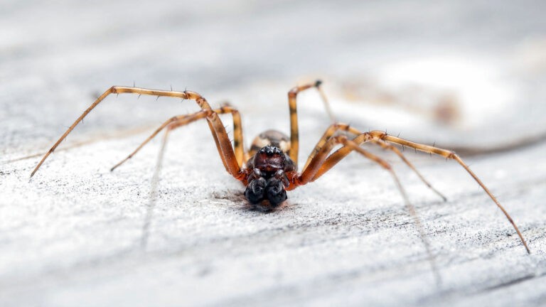Spider on the floor