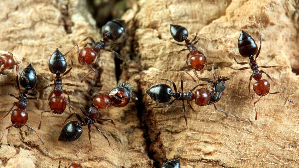 Swarming ants