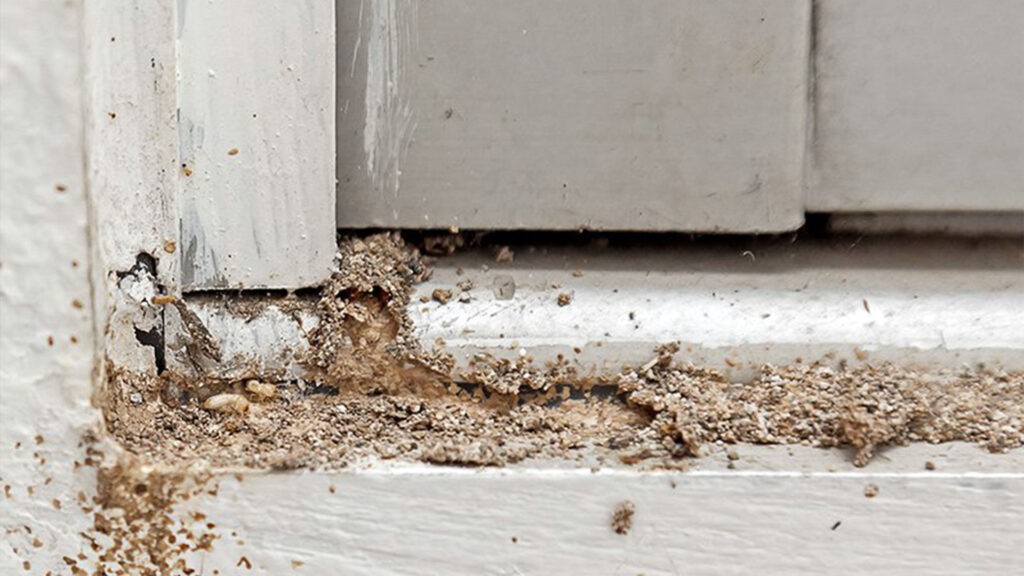 Termite damage along door baseboard